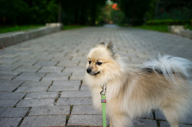 small dog walking in front of green leash