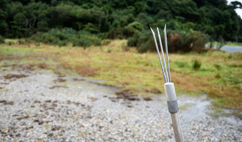 a close up of the stems of an odd shaped plant