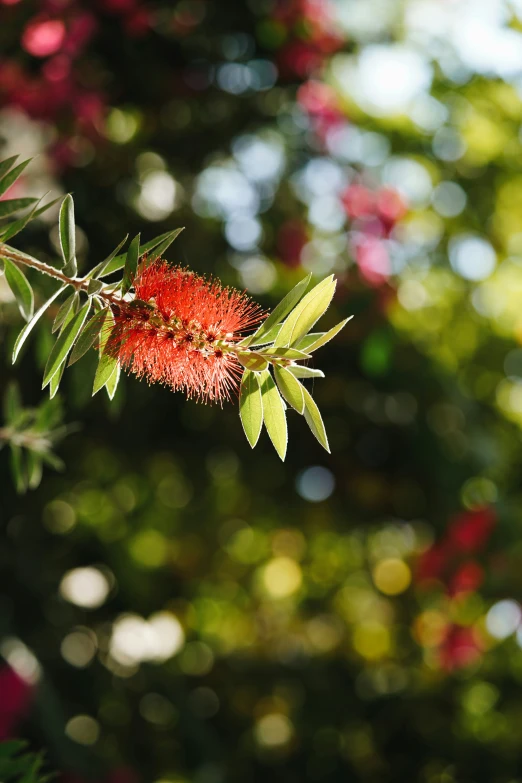 a red blossom on an australian bush growing on the side of a road