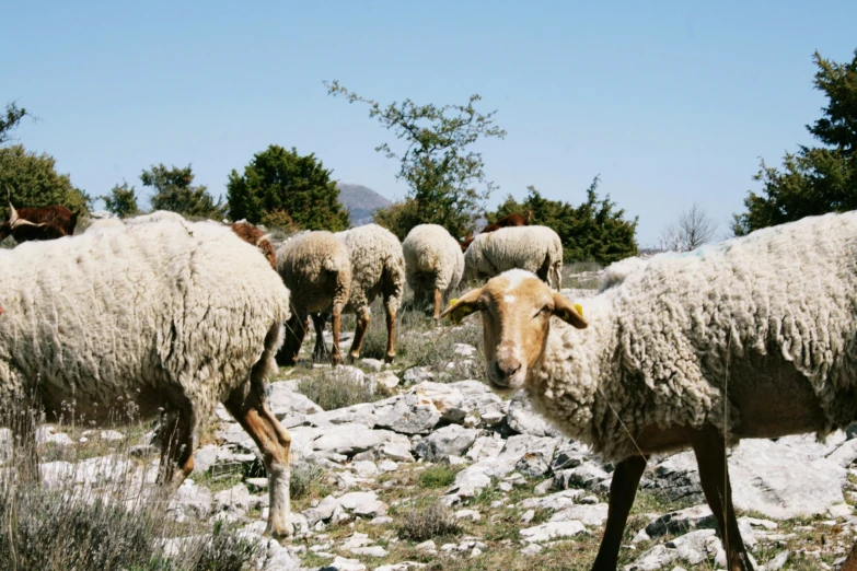 several sheep grazing on rocks in the middle of a field
