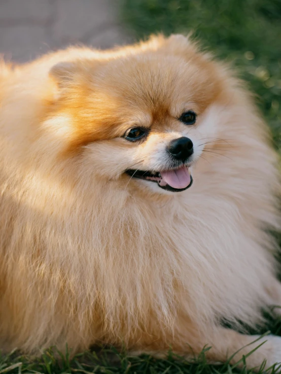 a brown dog laying in the grass on a sunny day