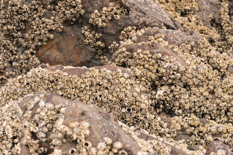 a close up of several rocks covered with small, brown rocks