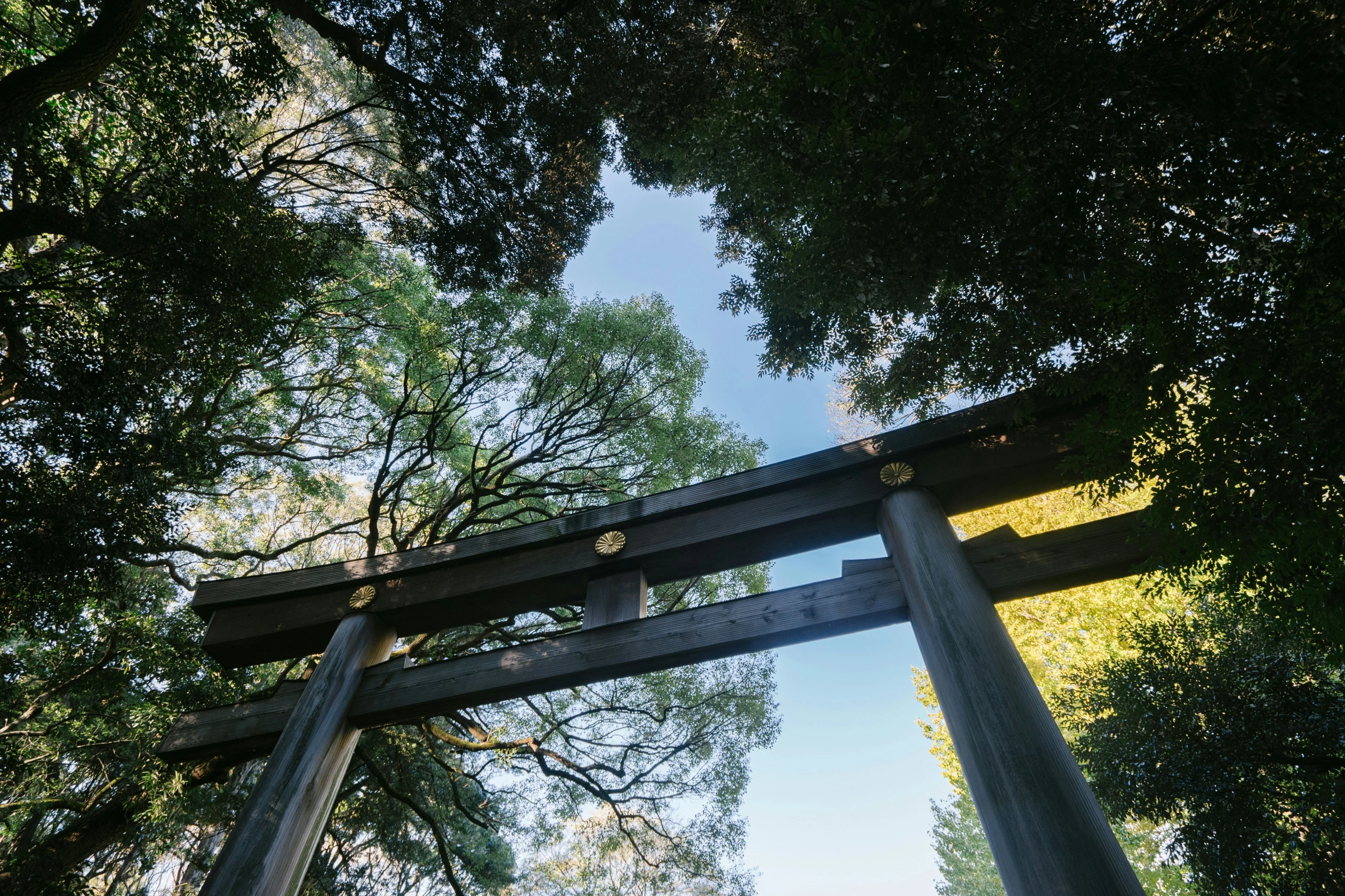 looking up through the tree's to a tall, wooden sign