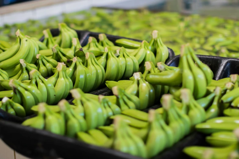 many bunches of green bananas are shown on the trays