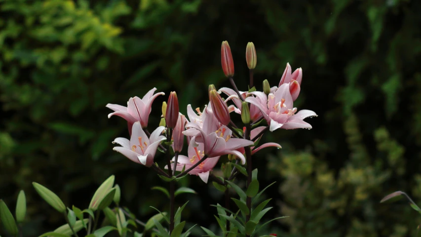 pink flowers blooming along a leafy tree nch