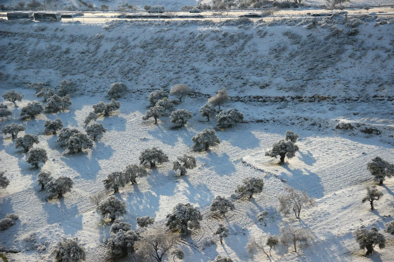 aerial view of trees in snow covered field