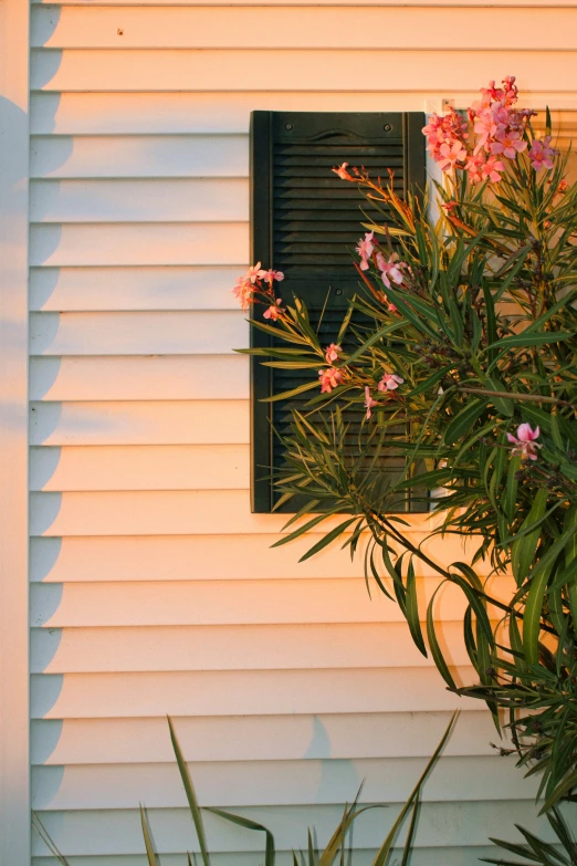 a window and some flowers next to a building