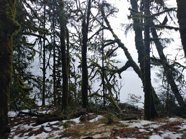 a lone bird in the woods looking at a lake