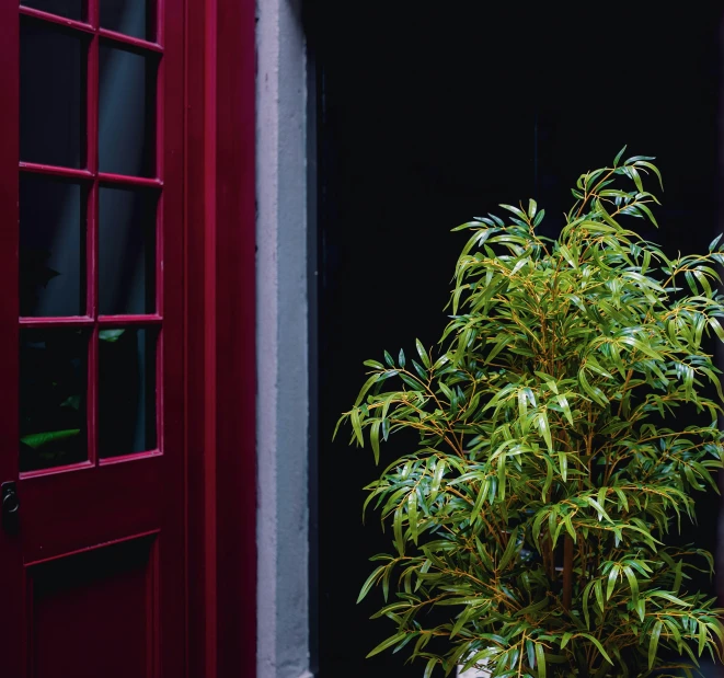 a plant sitting in the middle of an open doorway