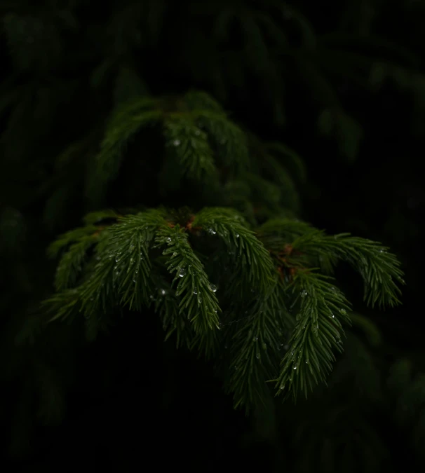 some water droplets on a pine tree nch