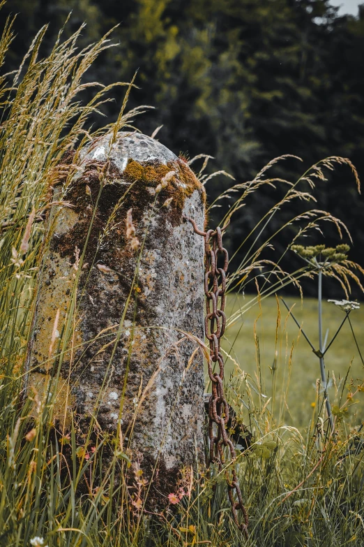 there is an odd shaped rock with some plants next to it