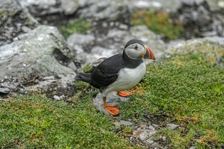 a black and white bird is standing on some grass