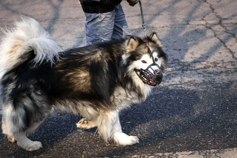 a dog with a mask on walking in the street