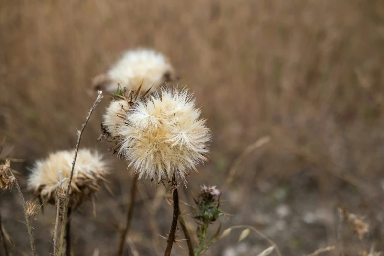 three white flowers growing out of the ground