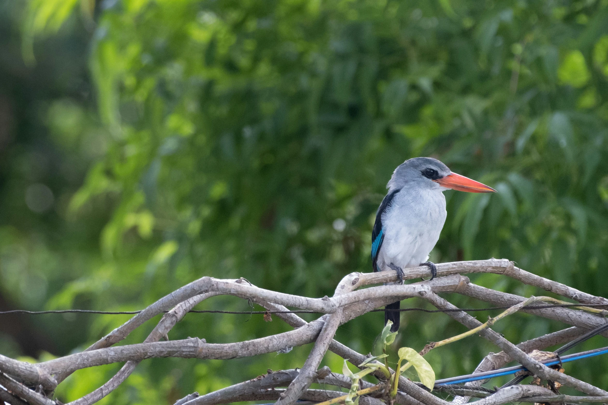 a bird with an orange beak perches on the top of a nch