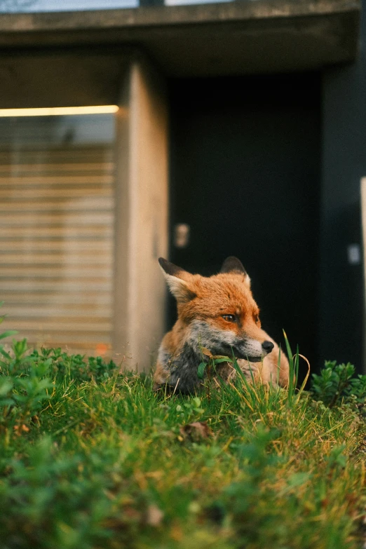 a fox resting on the ground with its face up