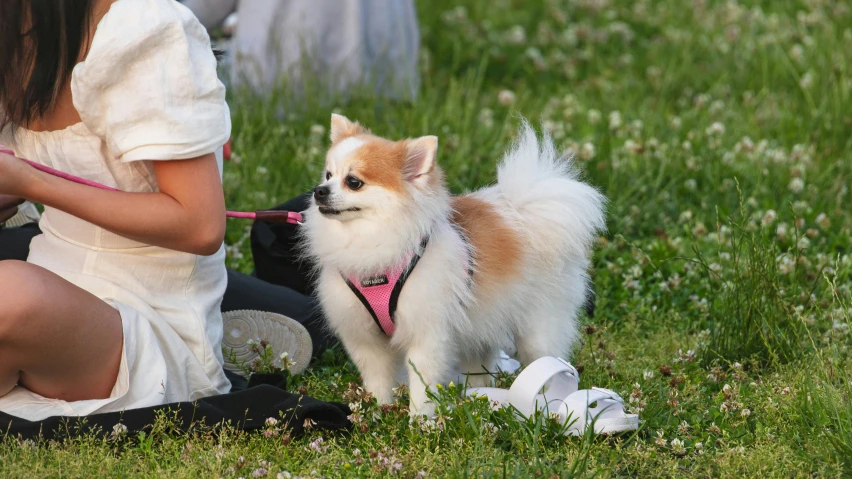 an adorable dog that is tied up to someone's leash