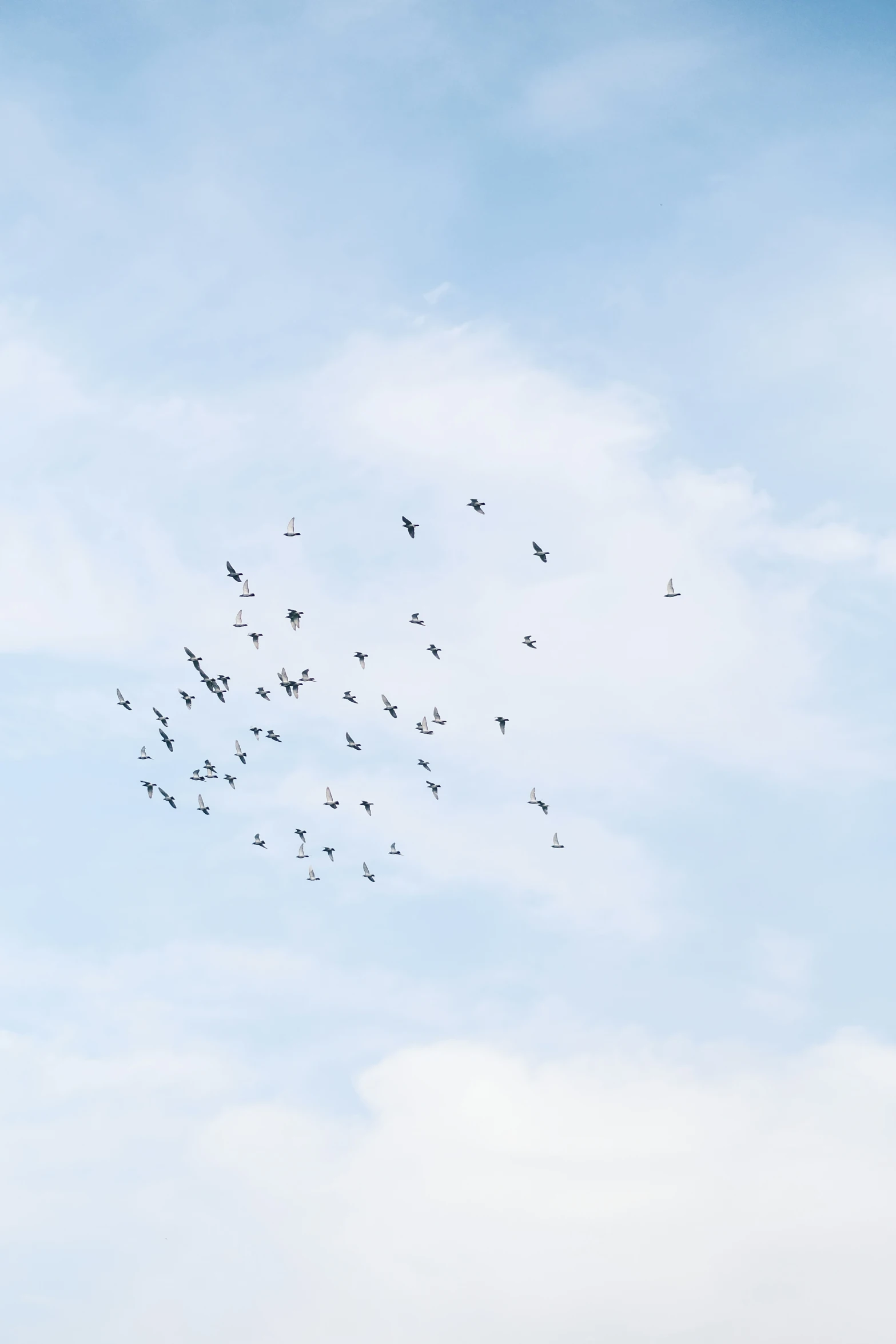 a flock of birds fly through the blue sky