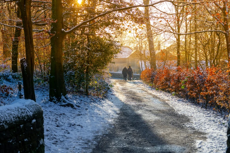 the sun shines brightly through the trees in the snow