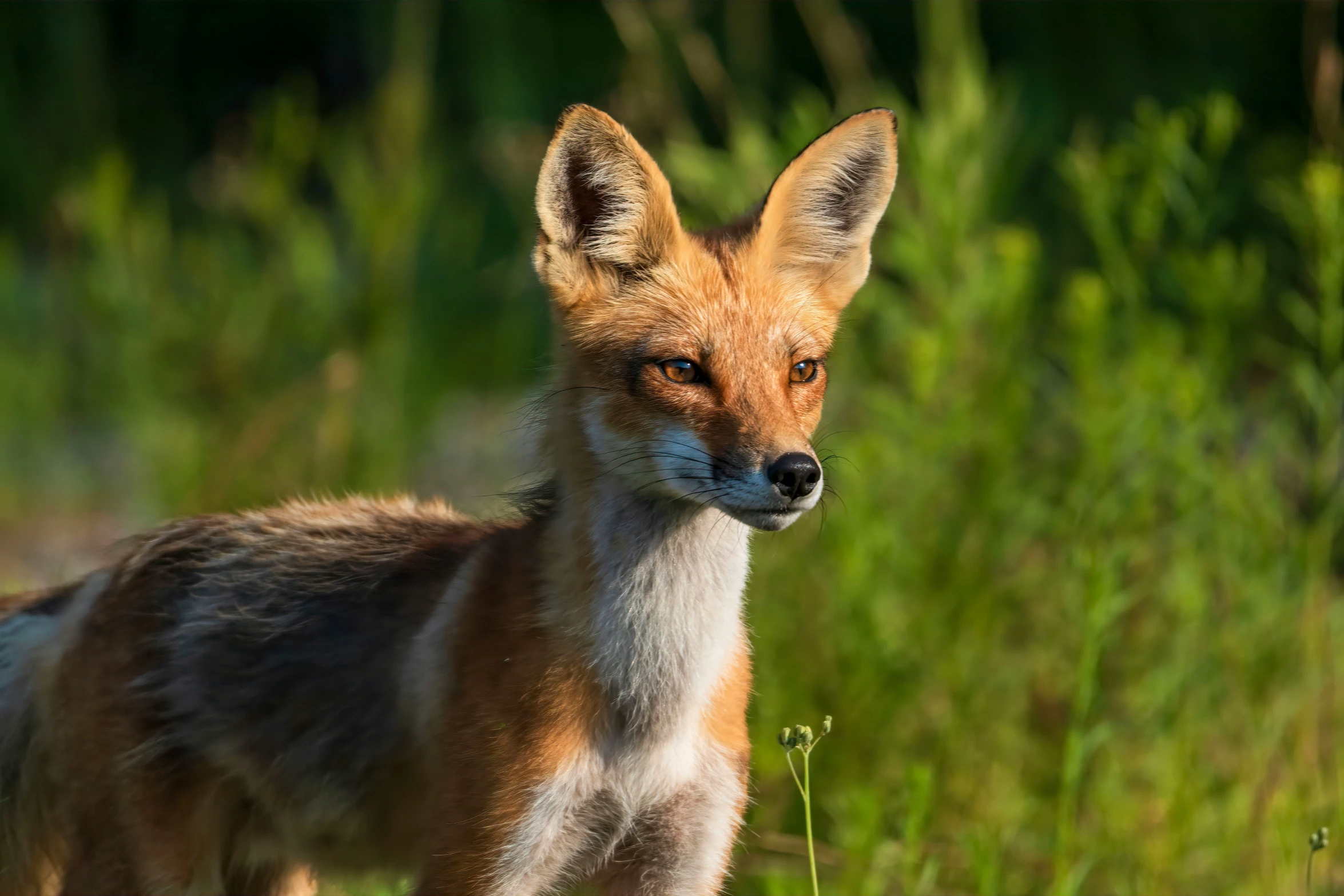 an image of a fox looking ahead in the wild