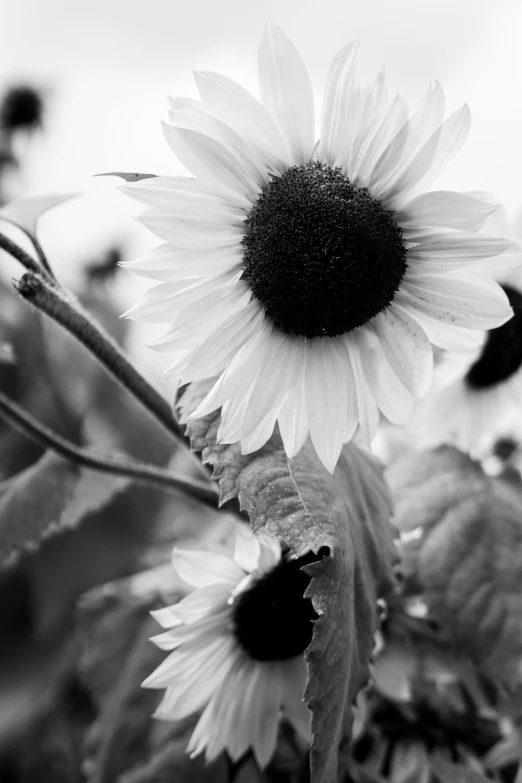 sunflowers are in a field on a cloudy day