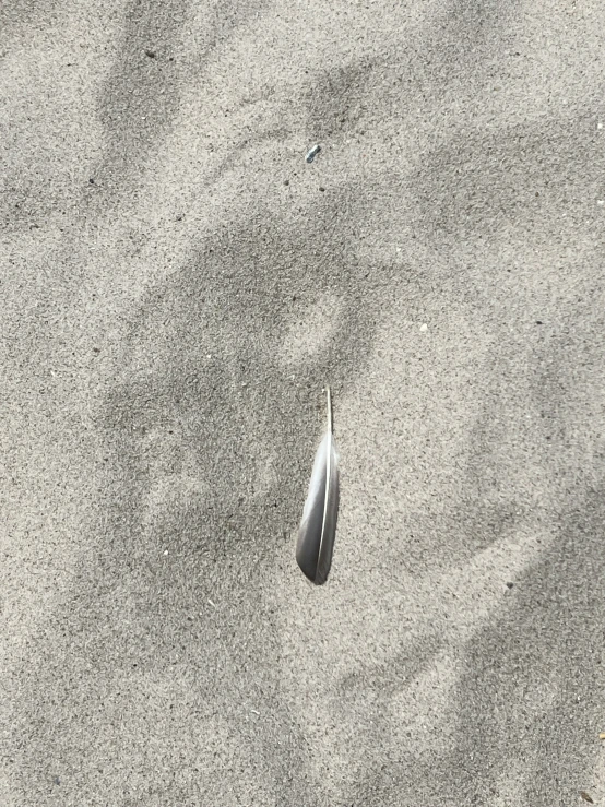 an object of driftwood on the beach with some water