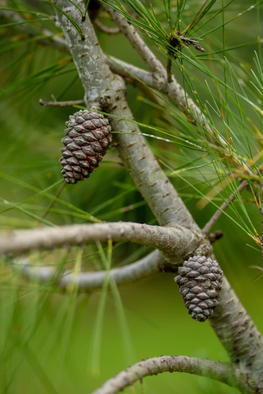 pine cones on a small tree nch