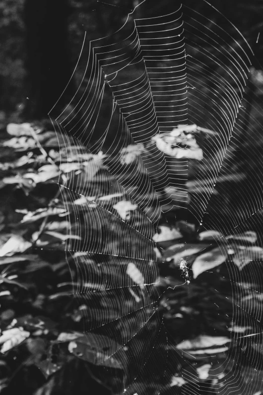 a spiderwefe web over a tree in the forest