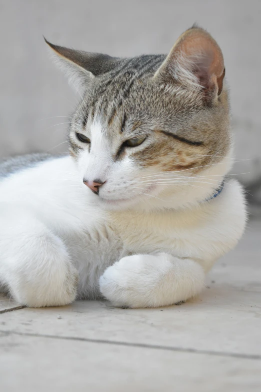 a cat is resting on the ground outside