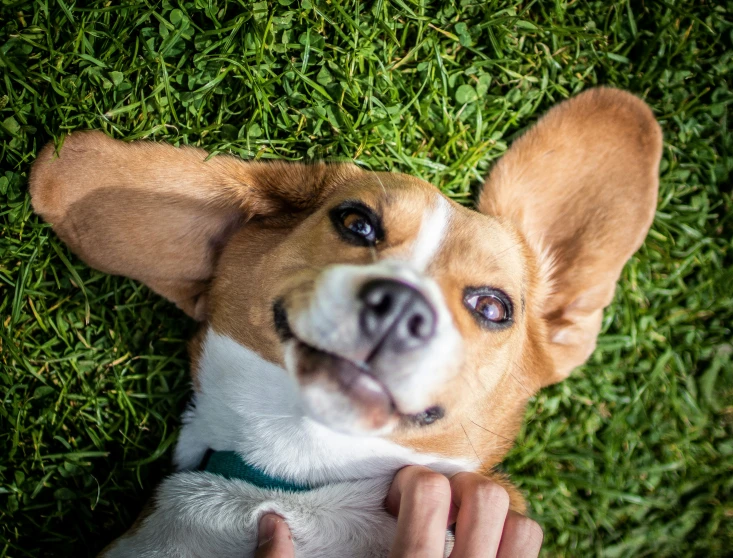 a brown and white dog laying in grass on it's side