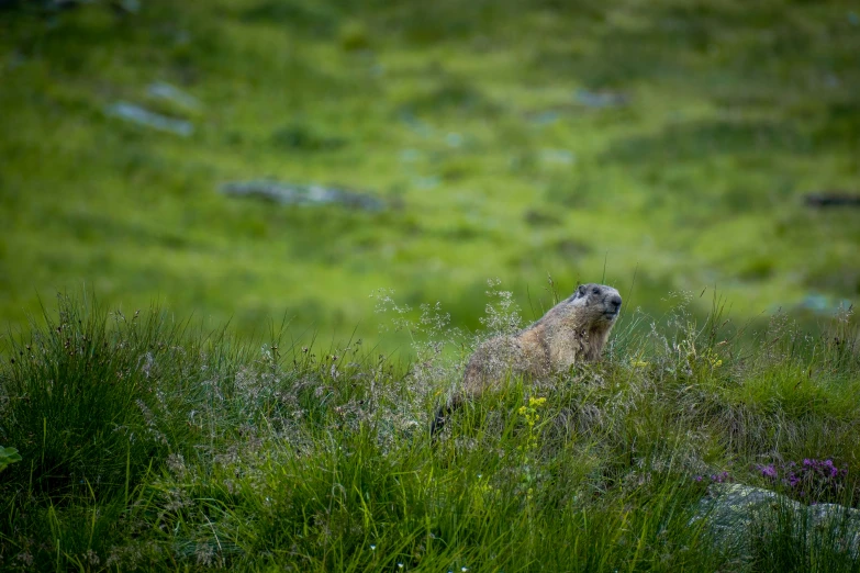 a small animal in the grass near flowers