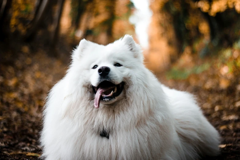 a white fluffy dog laying in a forest