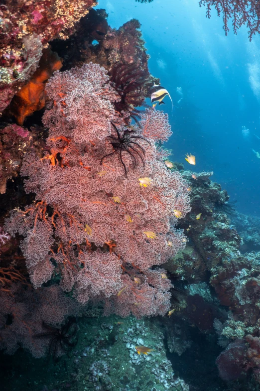 an underwater scene with coral and small fish