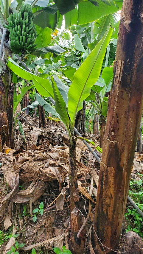 an area with many trees and plant life