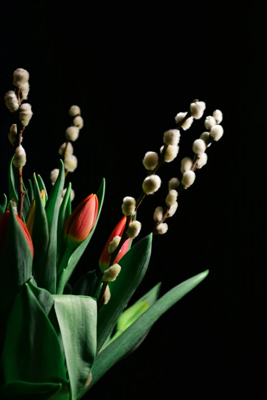 tulips and lilies with green leaves on black background