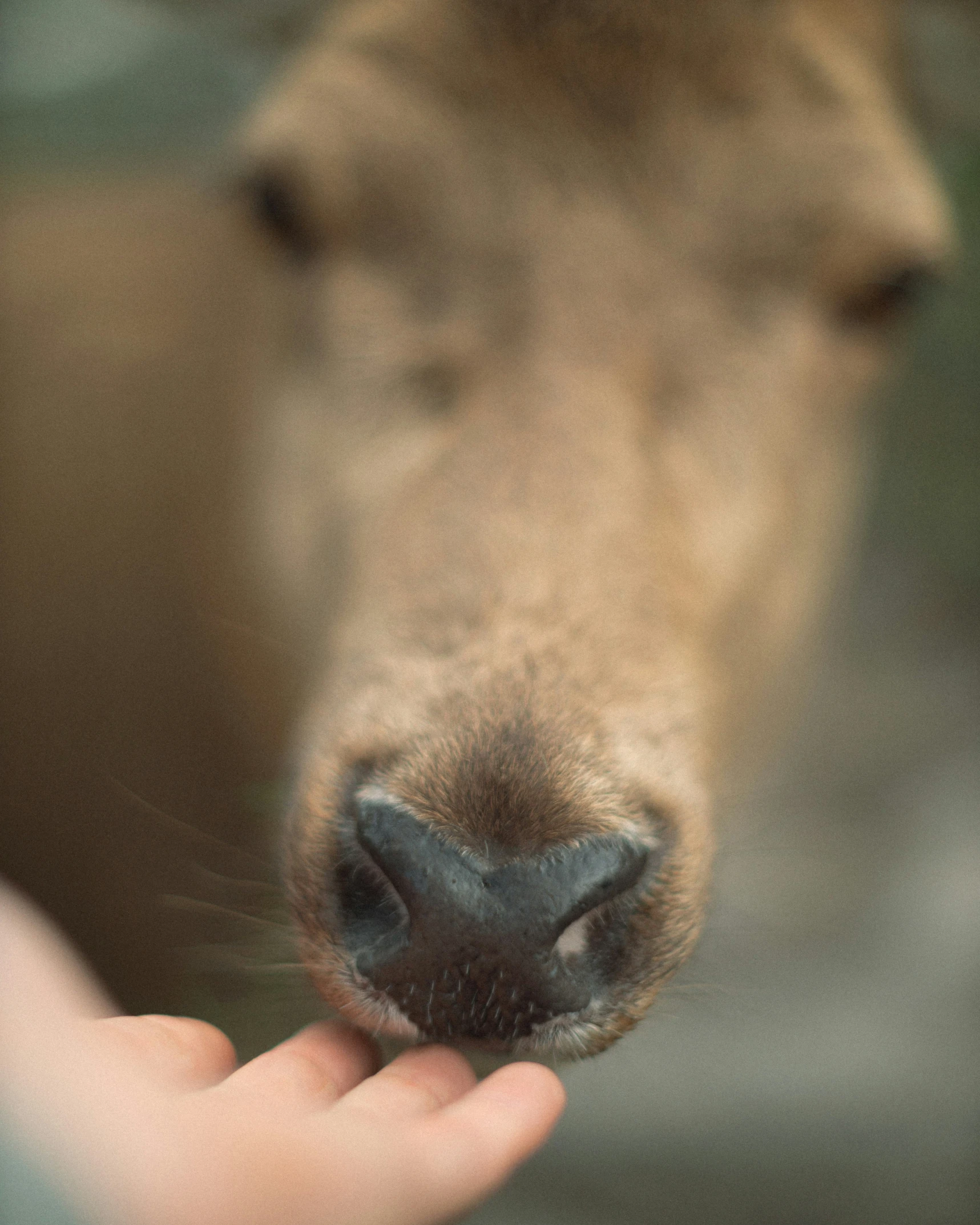 a dog and a human's hand with a blurry background