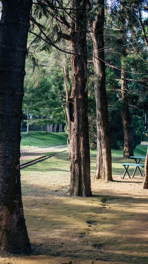 a picnic table surrounded by trees on a park