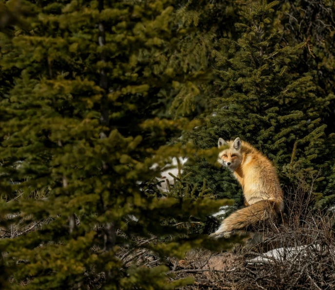 the red fox sits in front of a group of evergreen trees