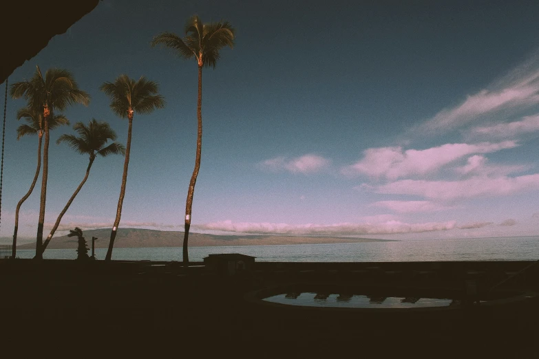 palm trees silhouetted against the evening sky near the water