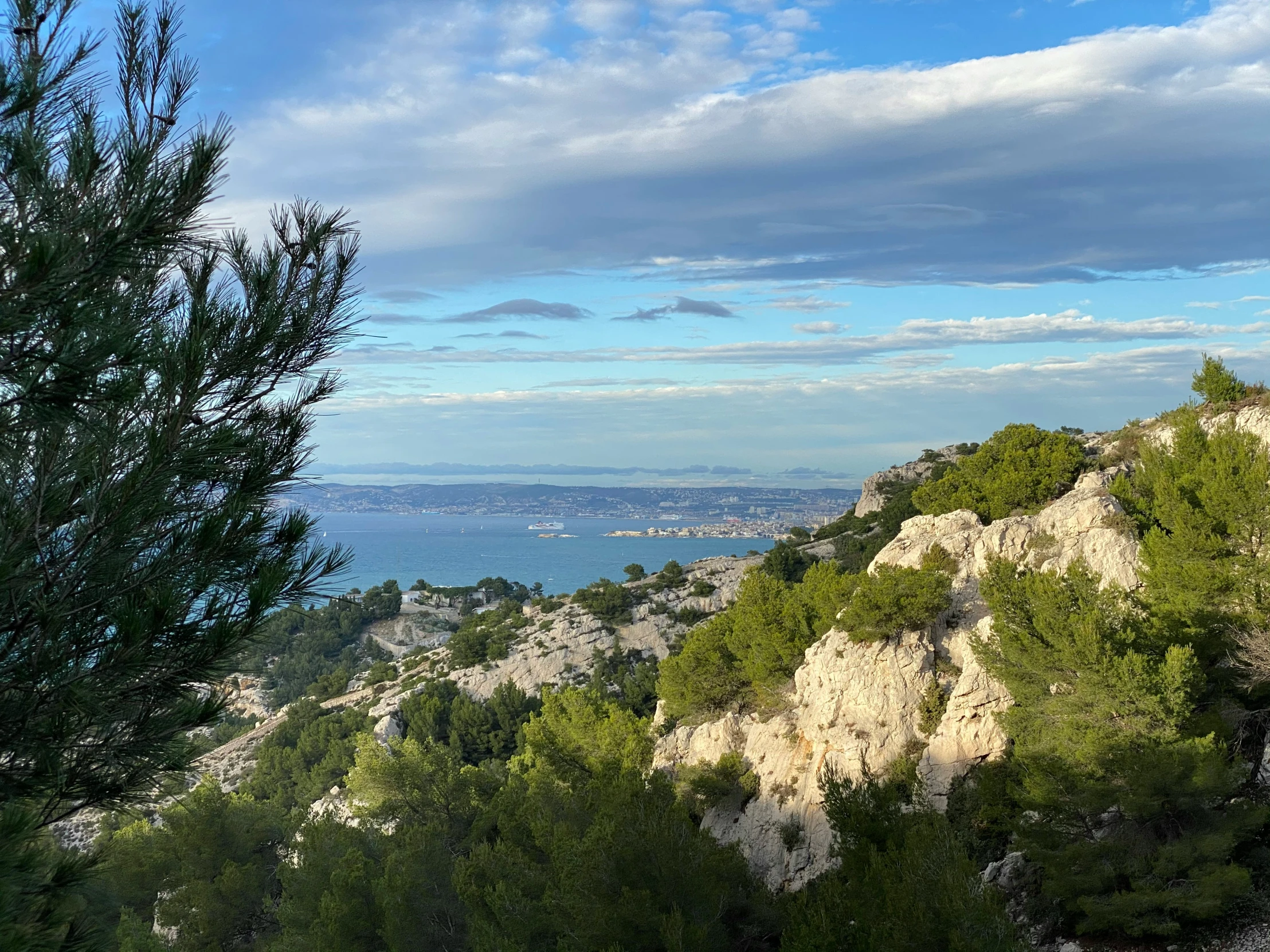 a bunch of trees that are on top of a hill