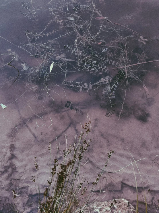 the view looking down at some vegetation and some water