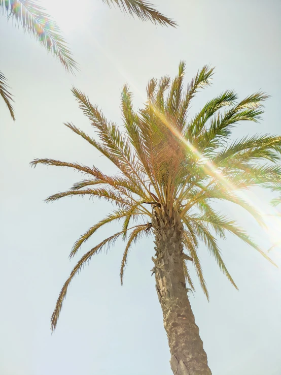 this palm tree is silhouetted against a blue sky