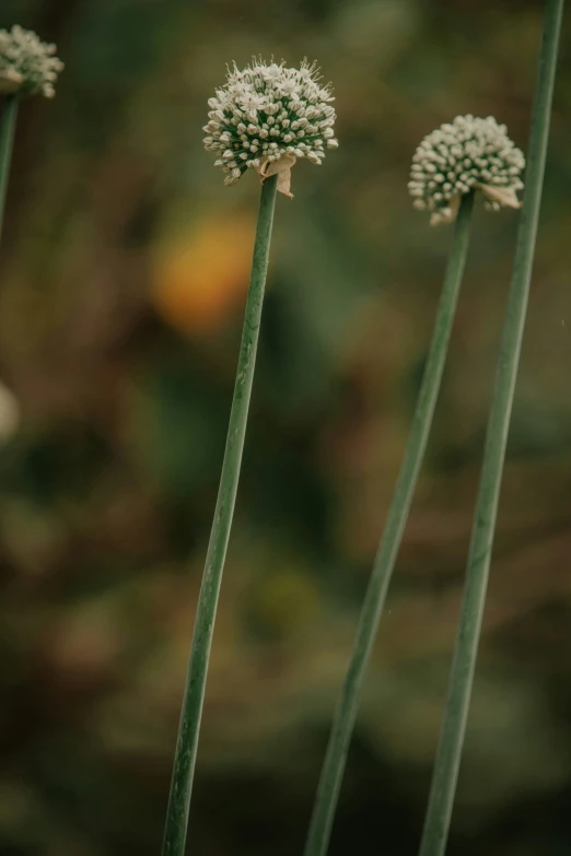 closeup of flower buds with long stems