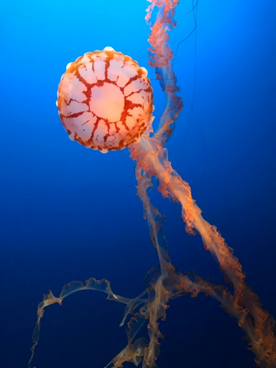 a bright orange jellyfish swims near an aquarium