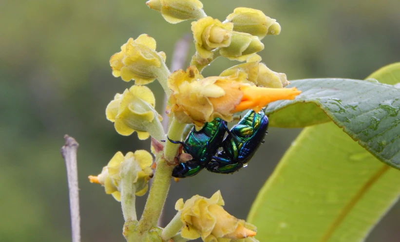 a green and black insect sits on a leaf