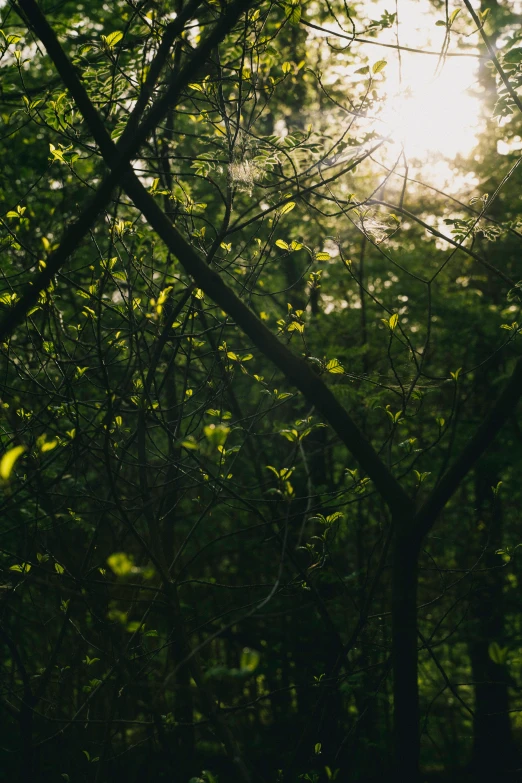 sunlight shining through the leaves of some trees