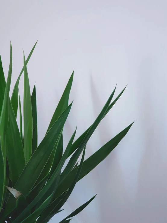 a green plant in a vase is being displayed