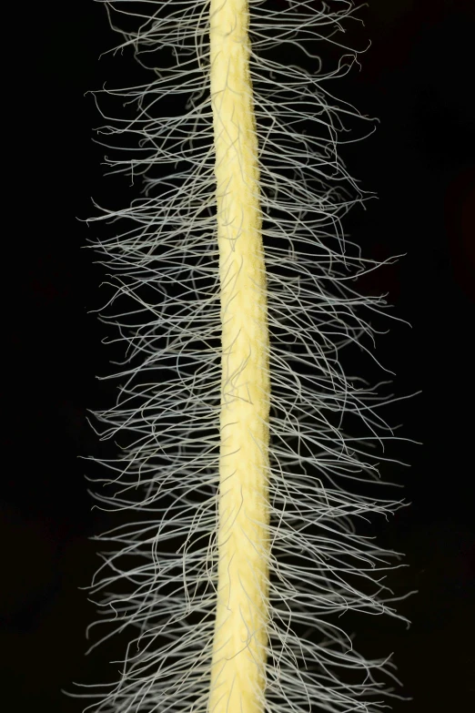 closeup of a tall, fuzzy looking yellow flower