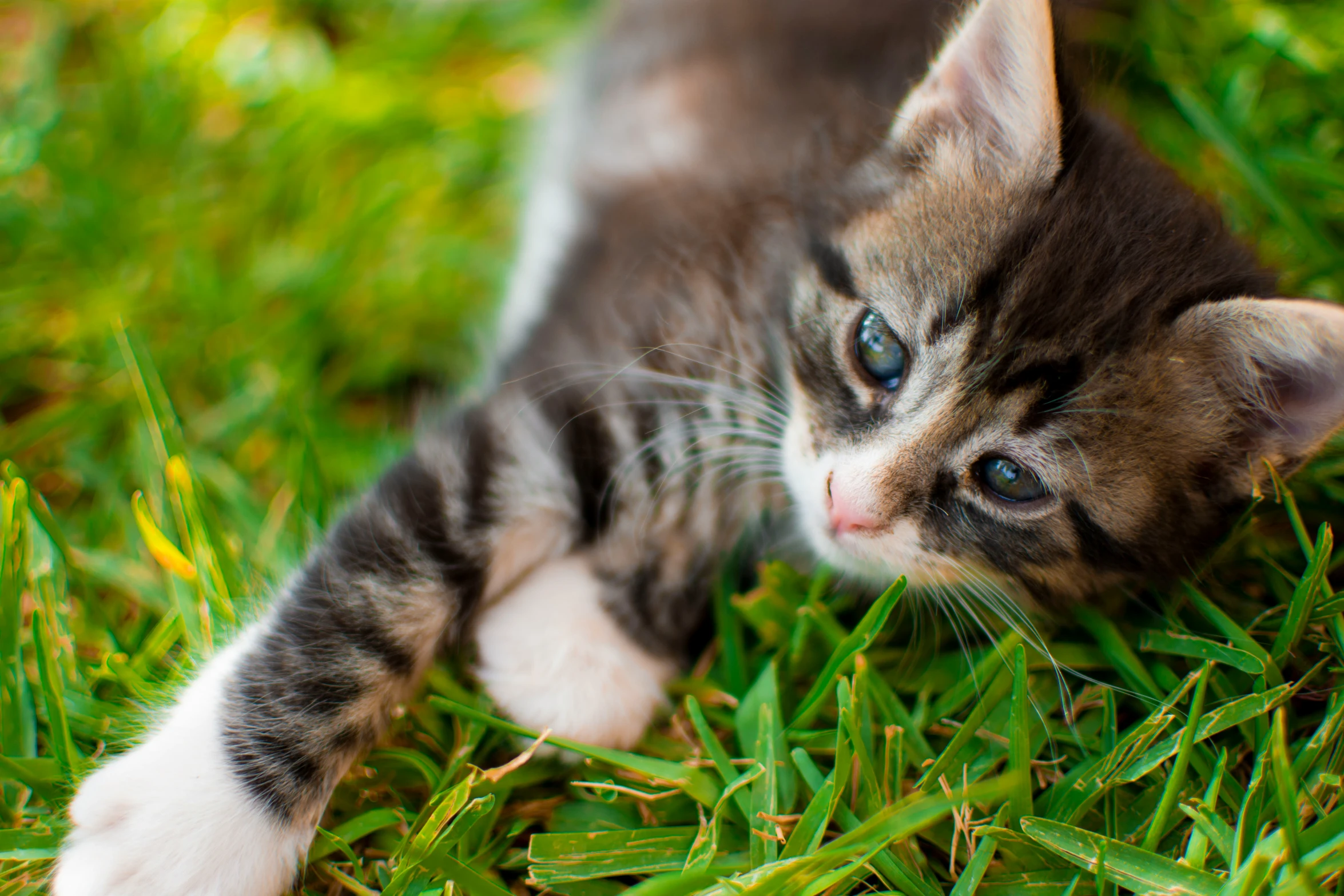 the little kitten is playing in the grass