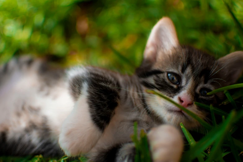 a small cat is laying down in the grass